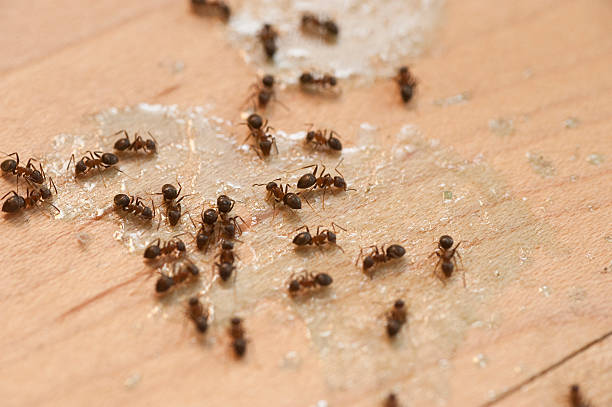 Best Best Pest Control Companies  in River Bend, NC
